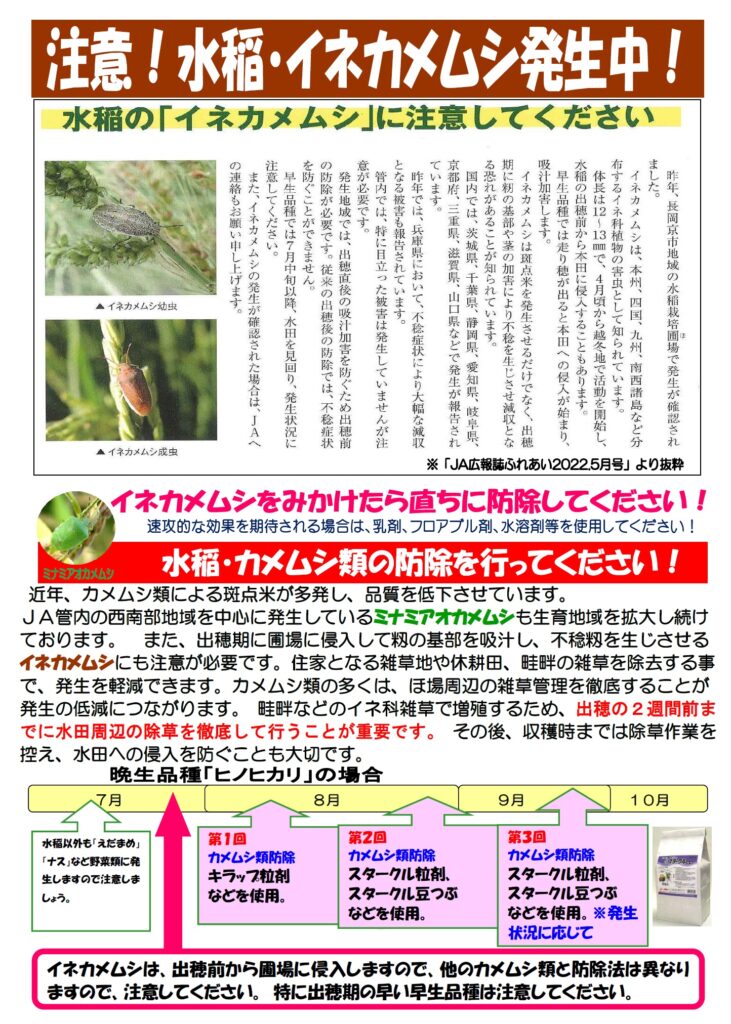水稲の「イネカメムシ」発生情報