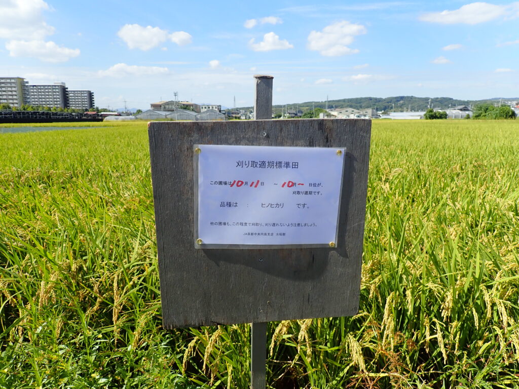 水稲適期刈取現地検討会と採種圃場の２次審査会