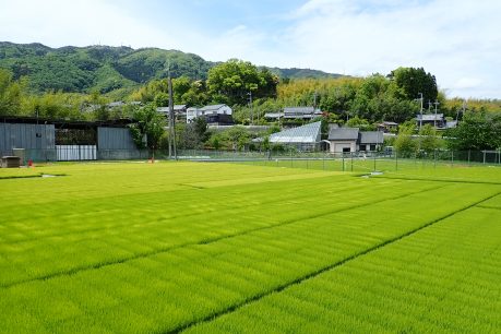2023年産水稲栽培用苗順調に生育