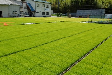 2023年産水稲栽培用苗順調に生育