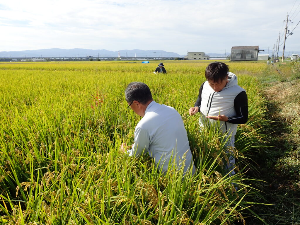 水稲適期刈取現地検討会と採種圃場の二次審査会2