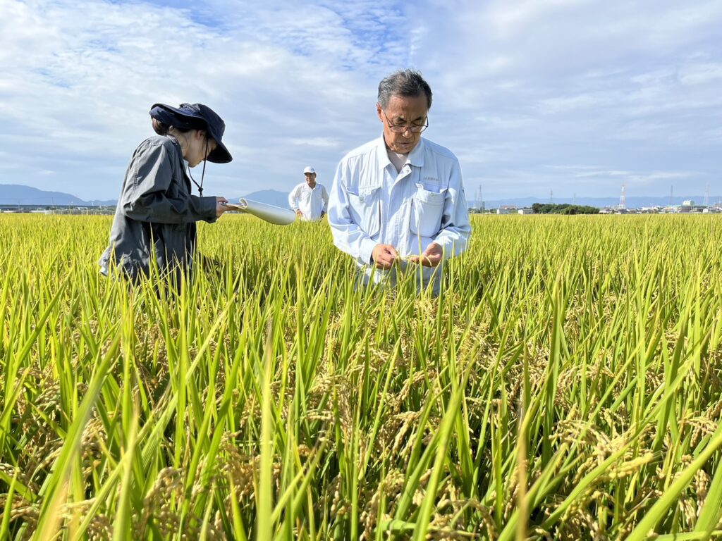 水稲適期刈取現地検討会と採種圃場の二次審査会3