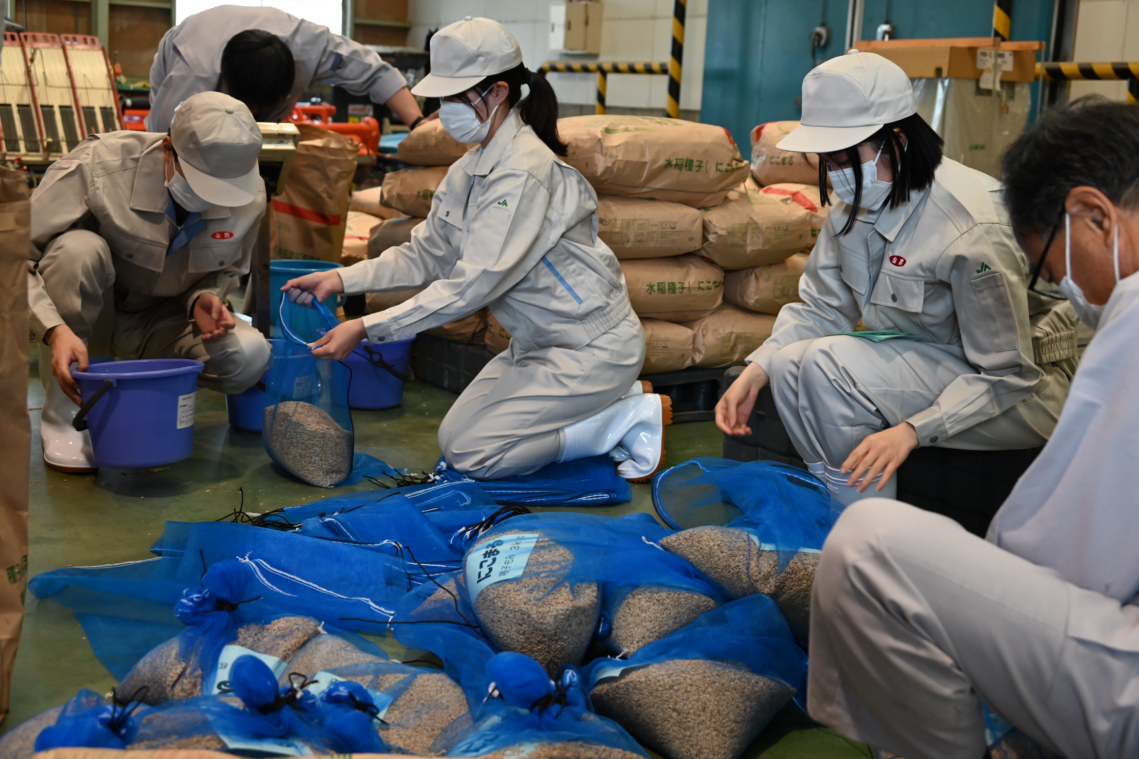 高温耐性品種「にこまる」種子もみ配布準備 - JA京都中央